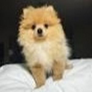 Meet your Posher, Just this